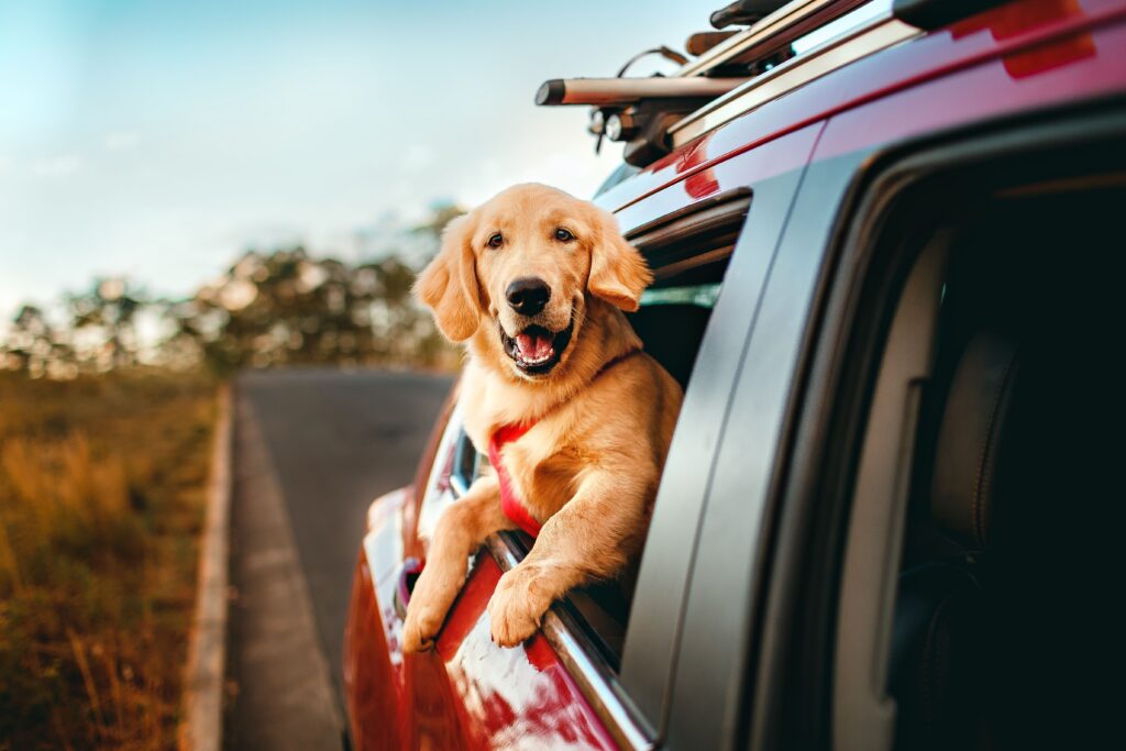 Dog hanging out of car in the backseat.