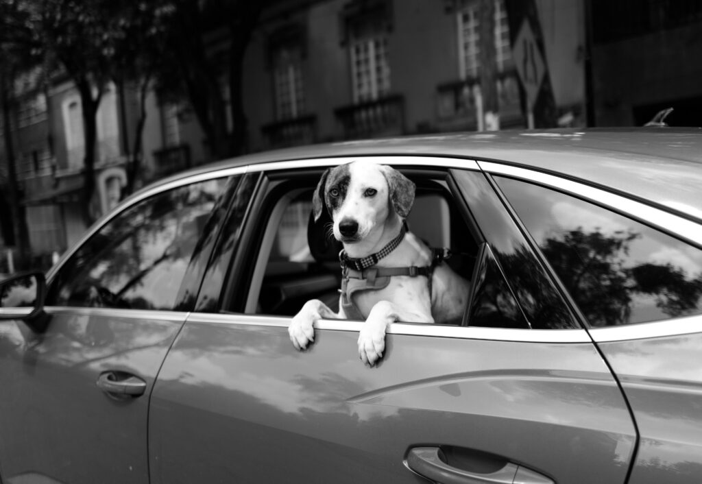 Black and white photo with dog in back seat of car